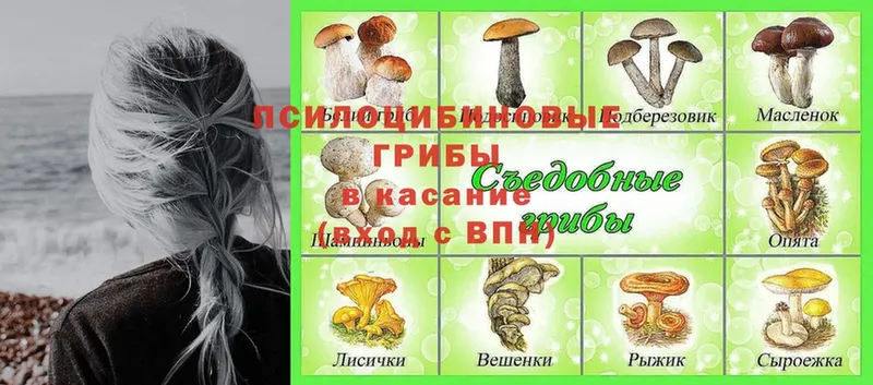 хочу наркоту  Невинномысск  Псилоцибиновые грибы Psilocybine cubensis 